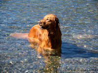 Copper Swims