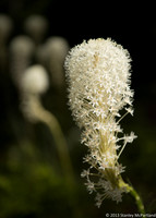 Bear Grass