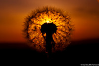 Dandelion at Dawn