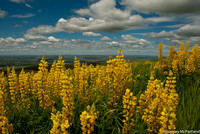 Cabbage Hill