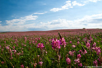 Cover Crop