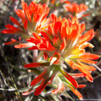 Paintbrush
