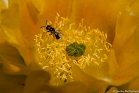 Cactus Bloom