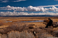 Carson Valley Dragon