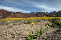 Desert Gold