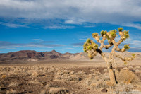 Joshua Tree